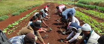 Formation en Élevage Moderne