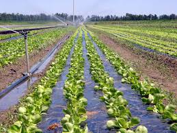 Production végétale